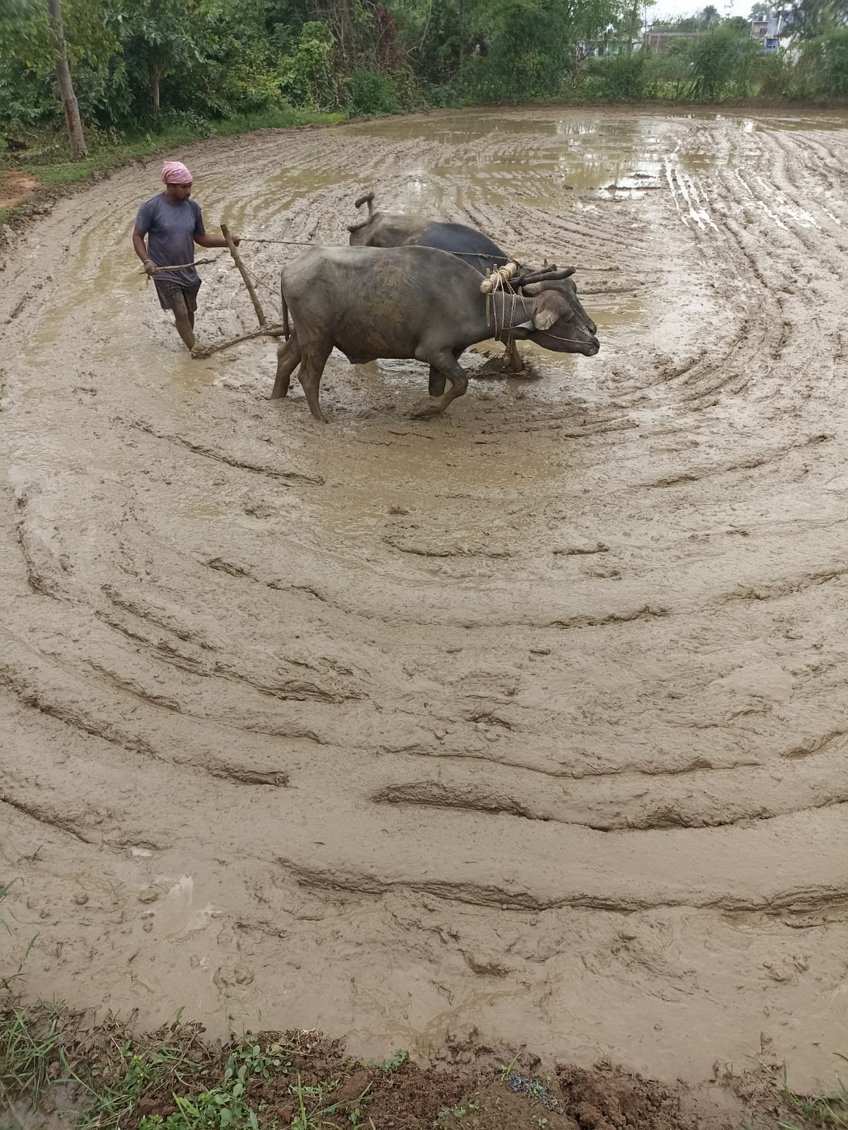 Farming Practical Development